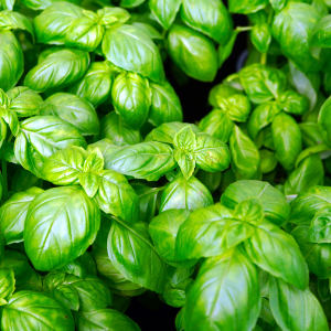 Fraise - Basilic – Image 3