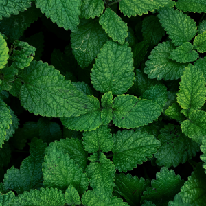 Citron vert - Menthe – Image 3